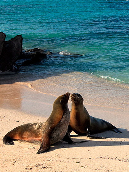 sea lions galapagos