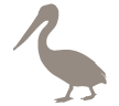 Brown Pelican Galapagos