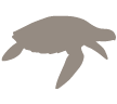 pacific turtle