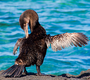 Cape Douglas Galapagos Islands cormorant bird