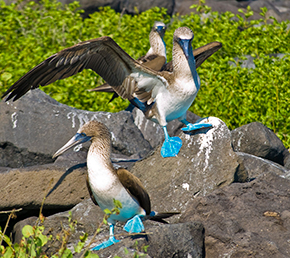 North Seymour Galapagos Islands Blue-Footed Booby