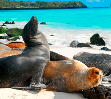 sea lion galapagos islands unique