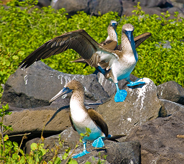 wildlife galapagos islands blue footed booby