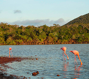 Cormorant Point galapagos islands safe travels Ecuador ATC Cruises Aqua Yacht naturalist itineraries