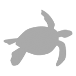 tortuga-marina-galapagos-oniric