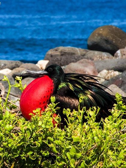 frigatebird galapagos islands