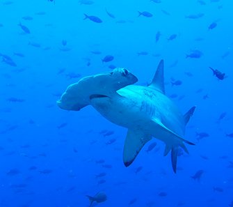 Galapagos hammerhead sharks
