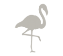 American flamingo Galapagos Islands Aqua