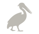Brown pelican Galapagos Islands Aqua
