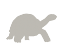 Galapagos giant tortoise Aqua