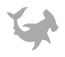hammerhead shark Galapagos