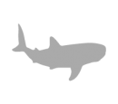 Whale shark Galapagos Islands Aqua liveaboard
